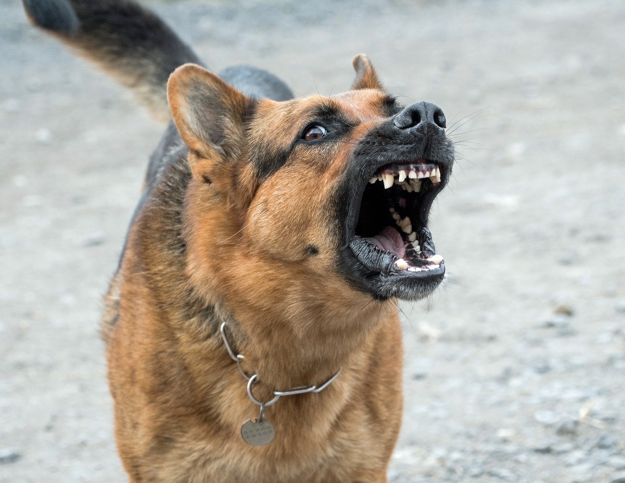 what dogs are on the dangerous dogs act